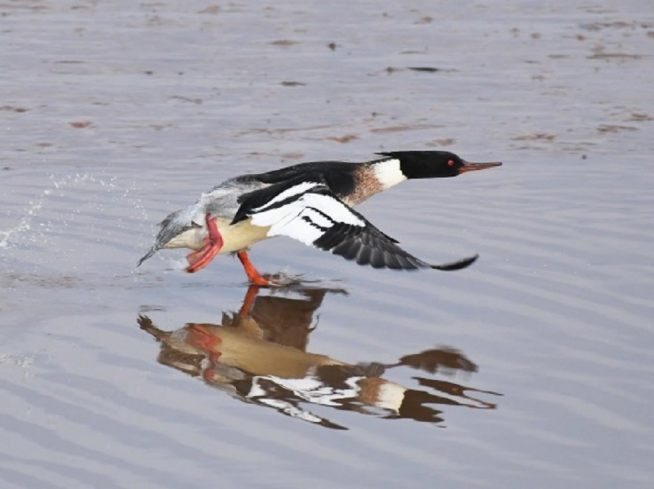 guided bird watching cruise