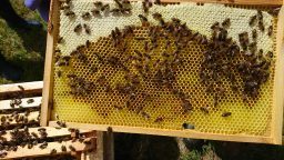 Bees on Honeycomb