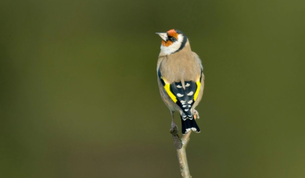 1 million take part in record-breaking RSPB Big Garden Birdwatch