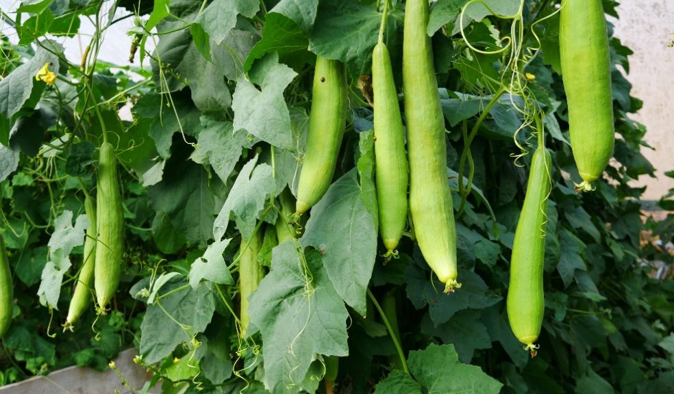 National Trust launches ‘grow-along’ to help gardeners grow their own plastic-free kitchen sponges