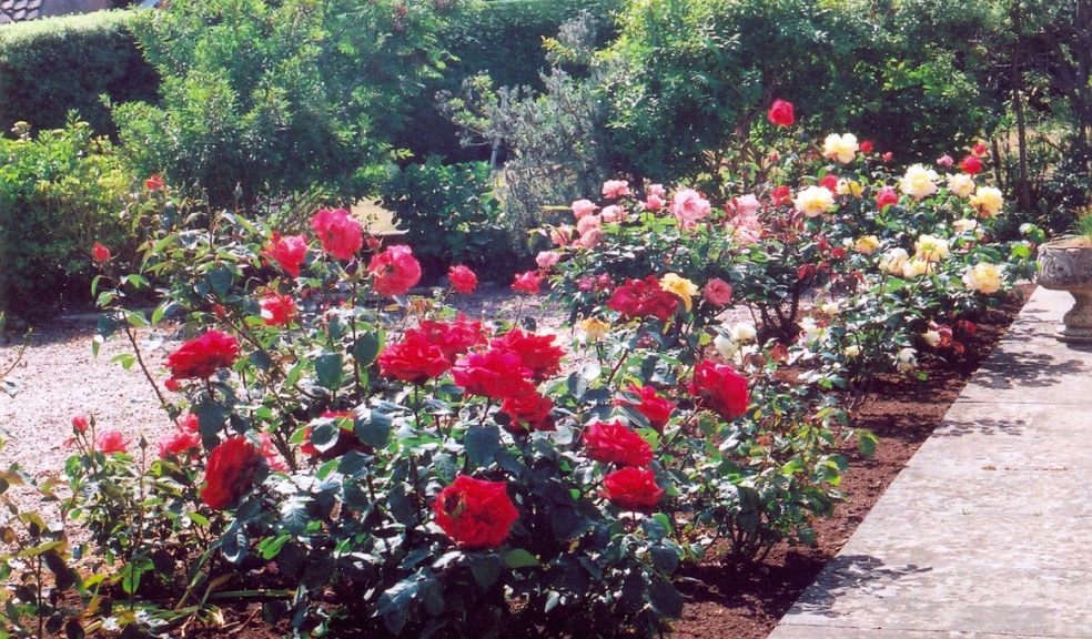 Beautiful Budliegh garden