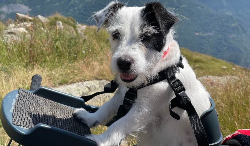Daisy the diabetic detection dog on holiday with her family in France. 