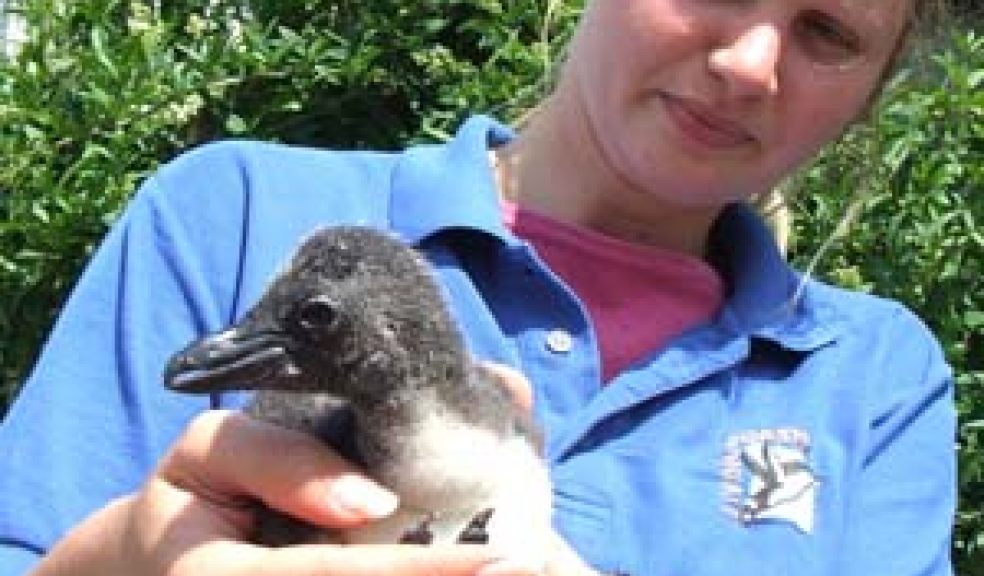 Penguin chick in good hands