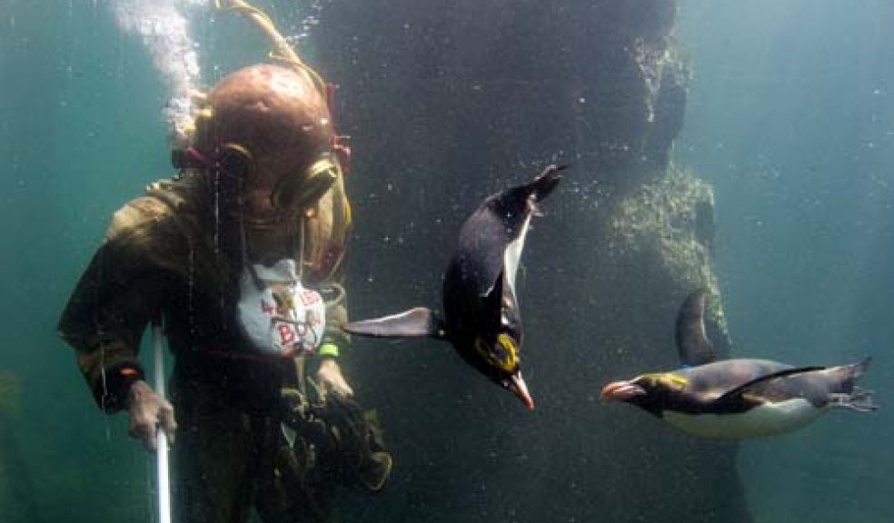 Diving with penguins