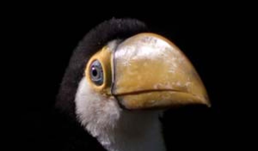 Paignton Zoo toucan chick