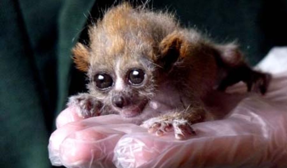 Paignton Zoo staff are hand rearing this baby