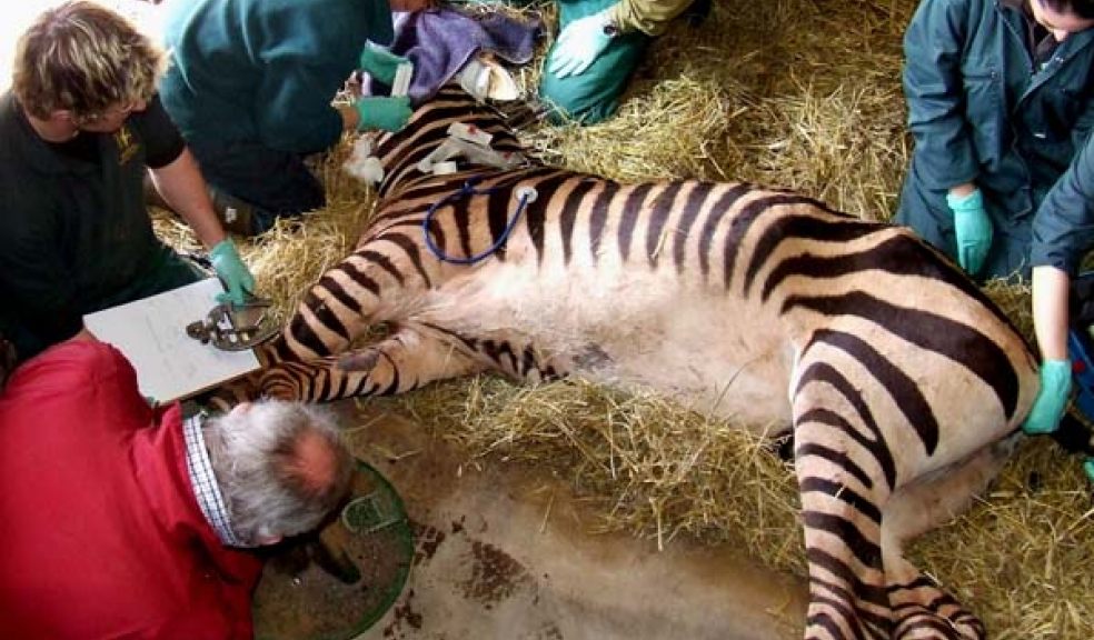 Zebra at Paignton Zoo