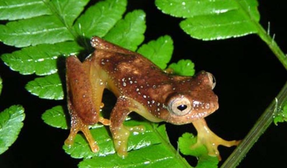 The rare African frog found by Devon conservationists