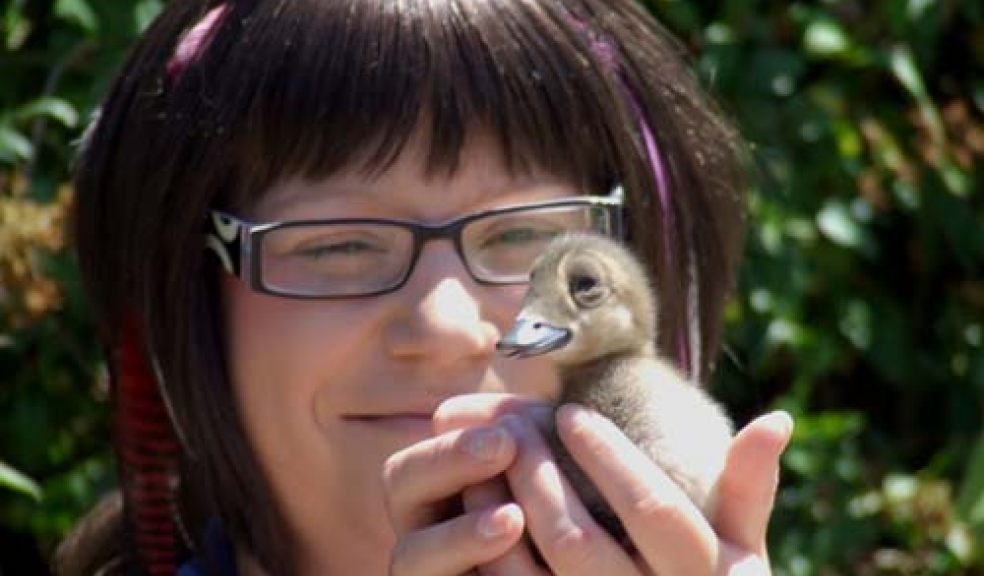 Rare duckling at Living Coasts, Torquay