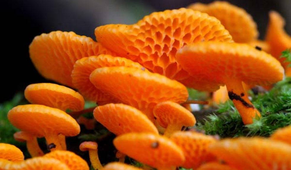 Unusual fungus