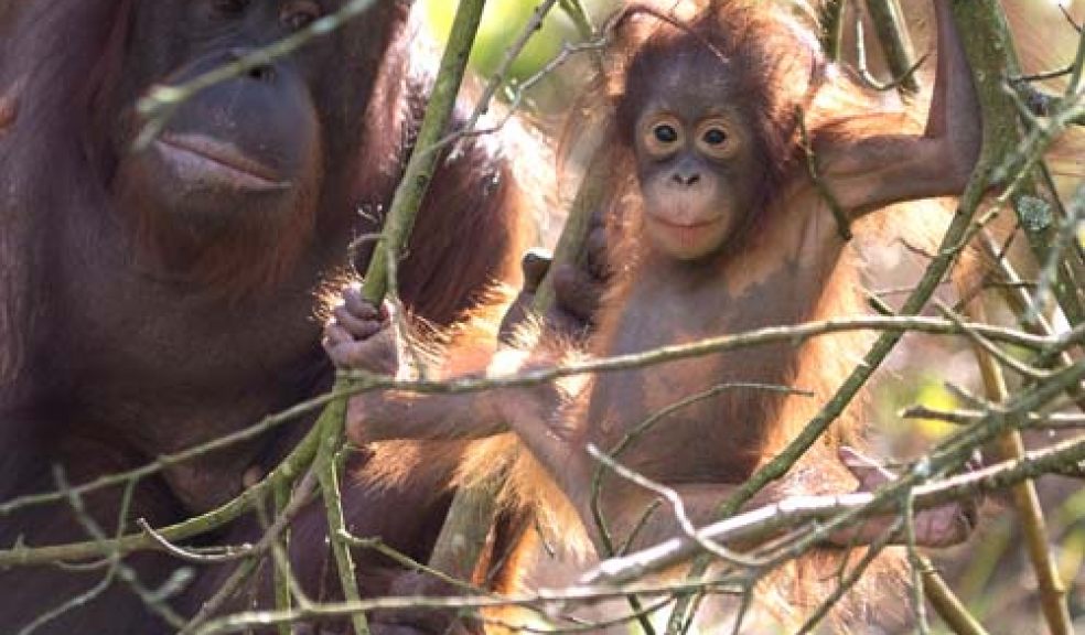 Mother's Day at Paignton Zoo