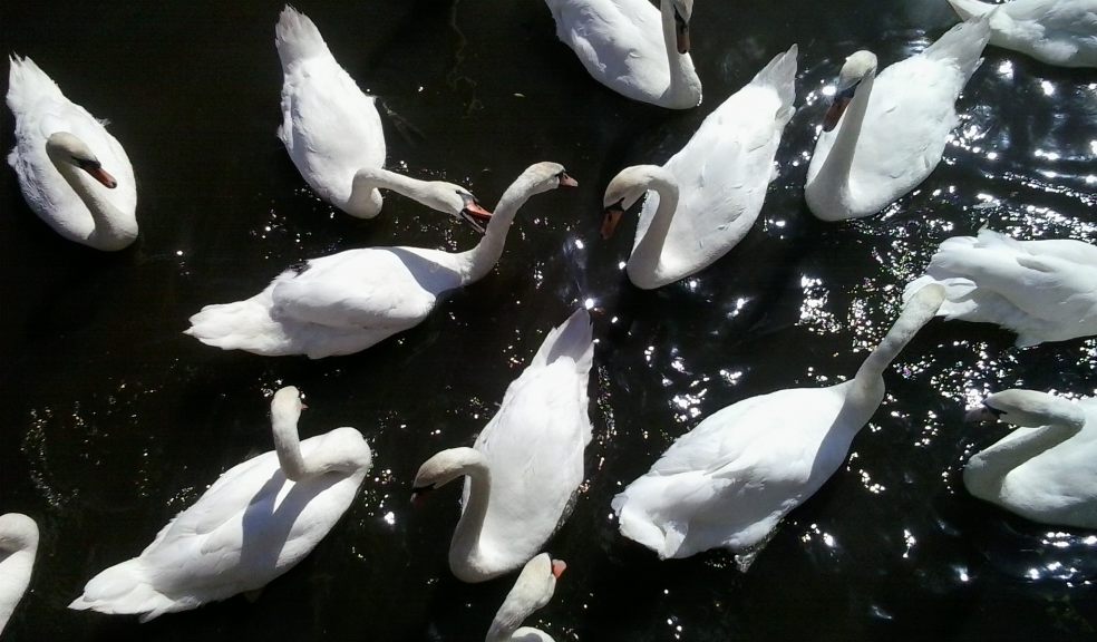 Swans at the Quay