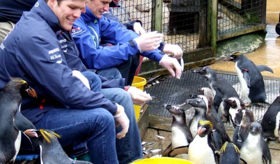 Penguins at Living Coasts