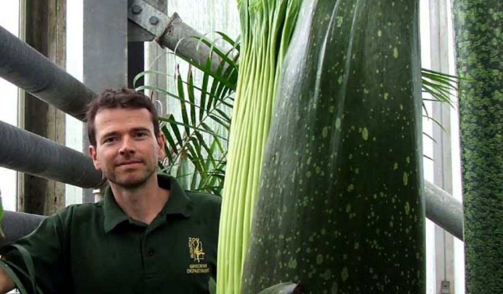 Paignton Zoo - titan arum