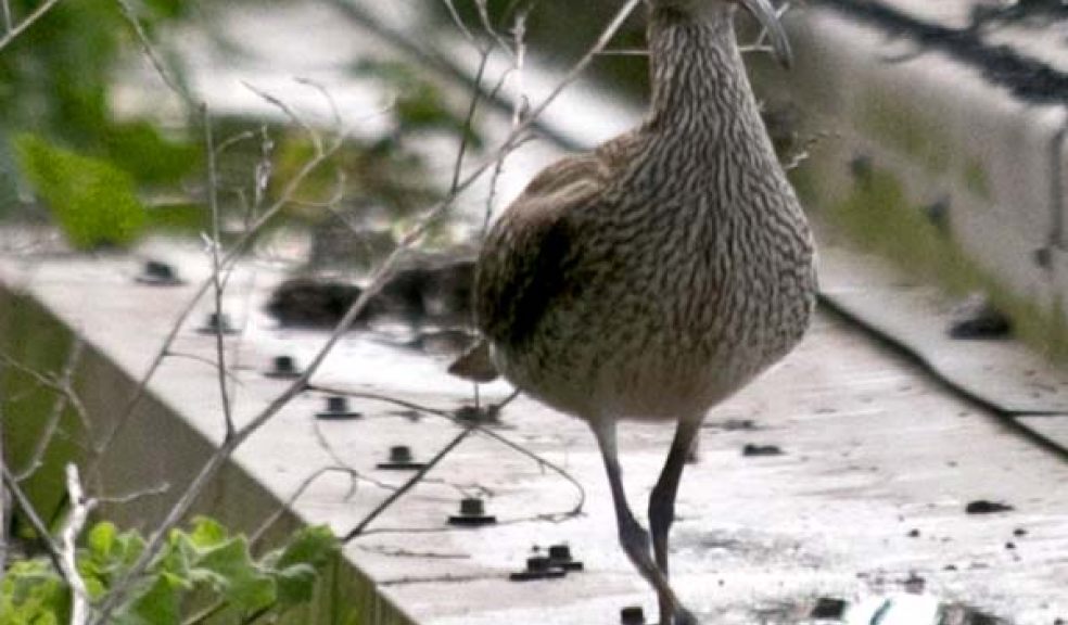 Whimbrel at Living Coasts