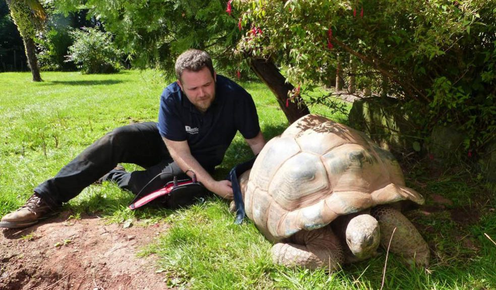 Zoo shells out for giant tortoise physio