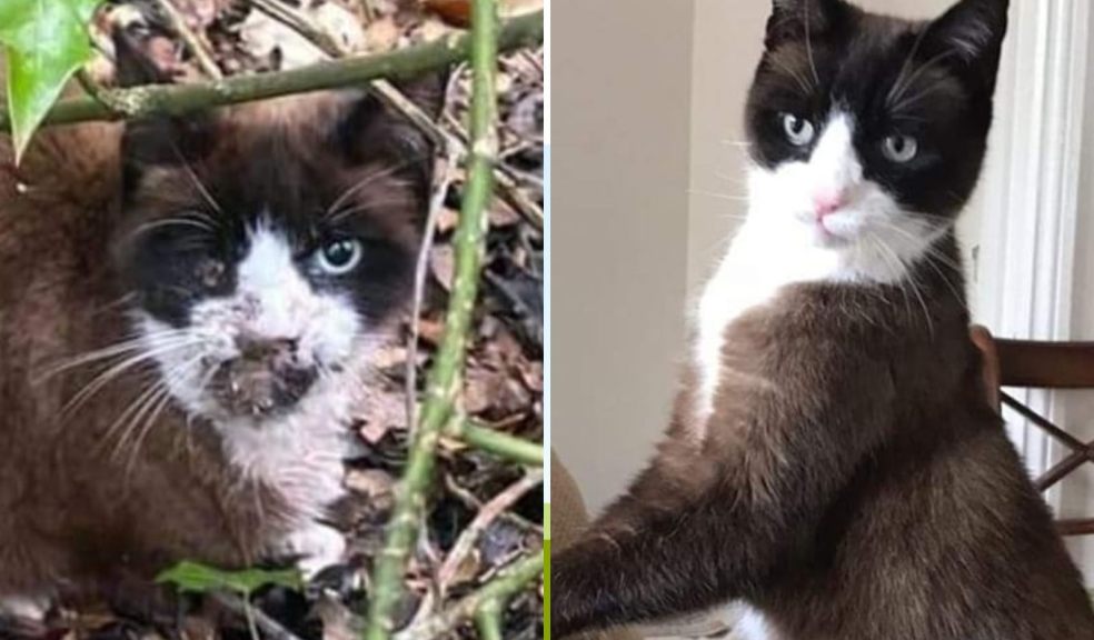 Lazarus pictured when he was found in woodland in Newton Abbot, left, and right, rehomed after treatment and recovery.