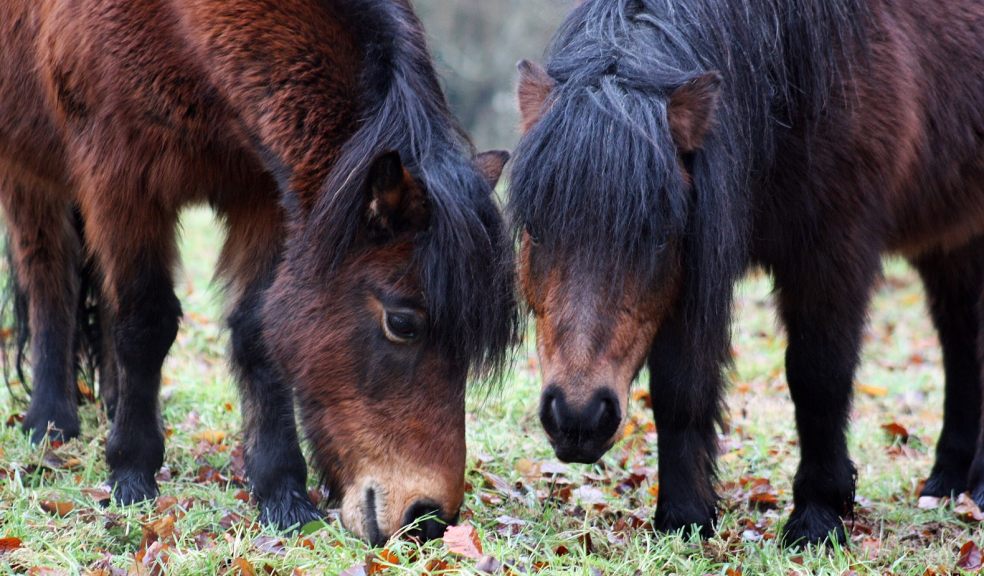 Dartmoor ponies at Killerton. Photo: Ellie Preece