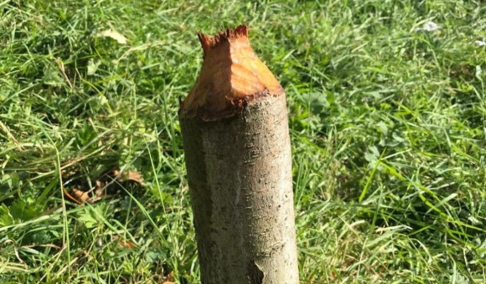 Evidence of beavers in Honiton