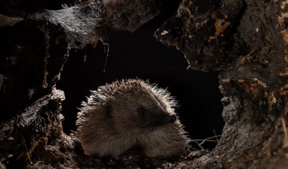 Hedgehog