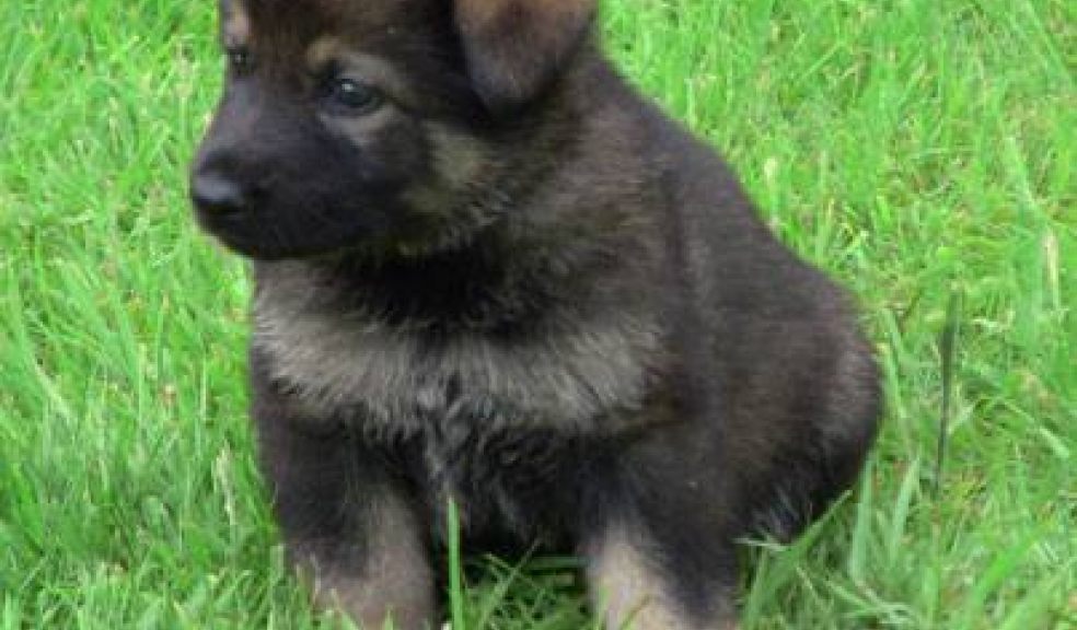 Police puppy naming competition via Facebook (this one's a girl)