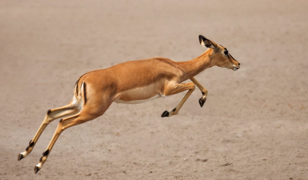 Why the African Impala Won't Jump | The Exeter Daily