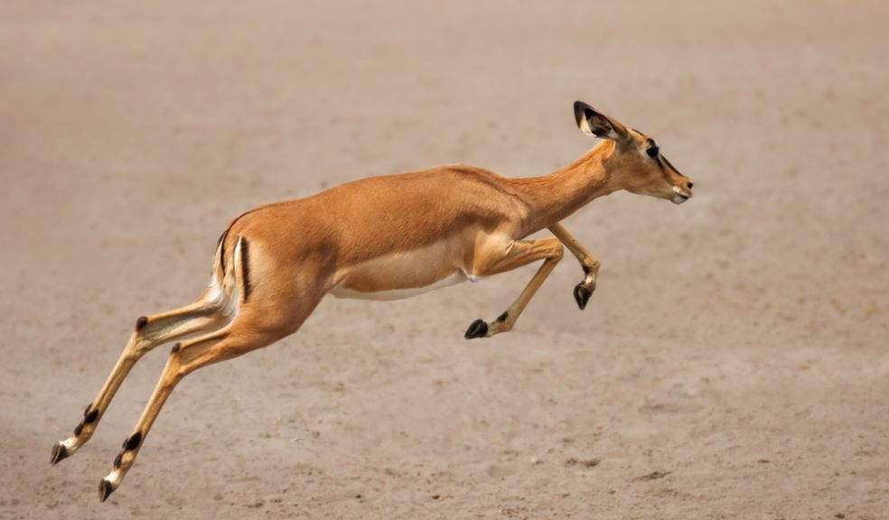 Why the African Impala Won't Jump | The Exeter Daily Why the African Impala Won't Jump | The Exeter Daily