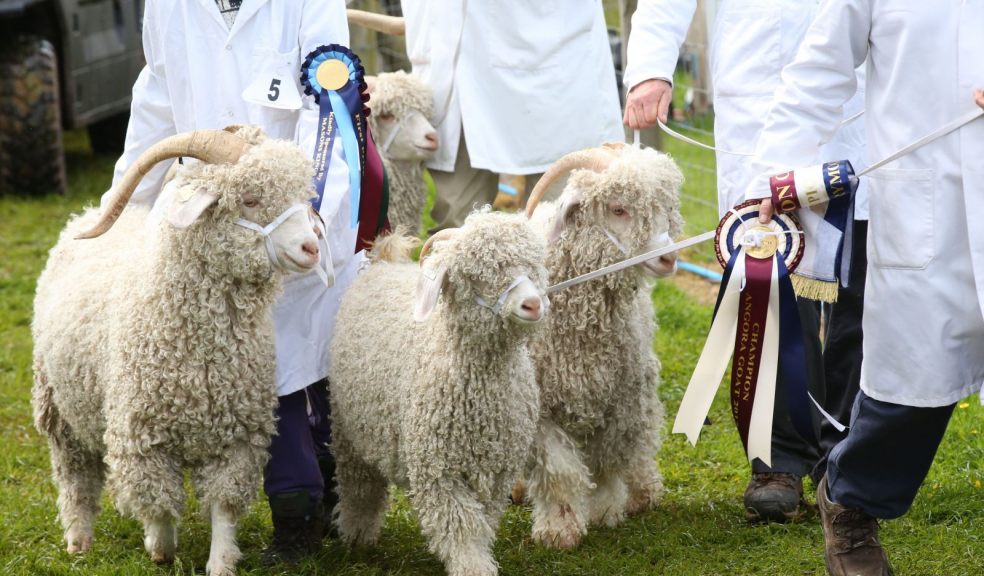 Image: Devon County Show