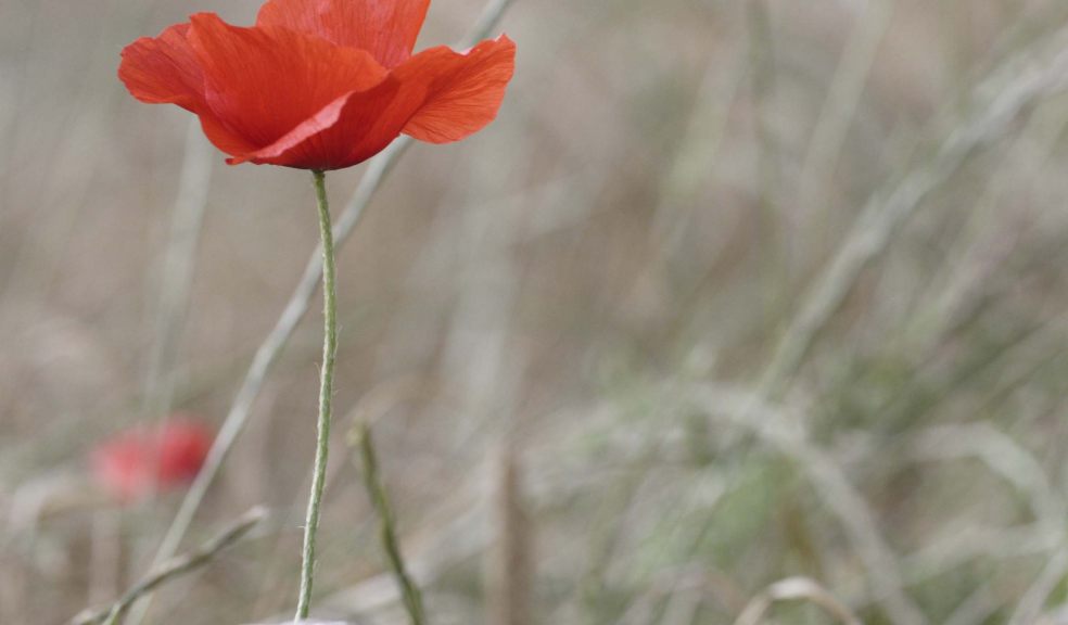 Armistice Concert: They shall grow not old - 11th Of November 2015