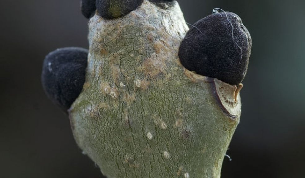 Ash twig, photo courtesy of Northeast Wildlife