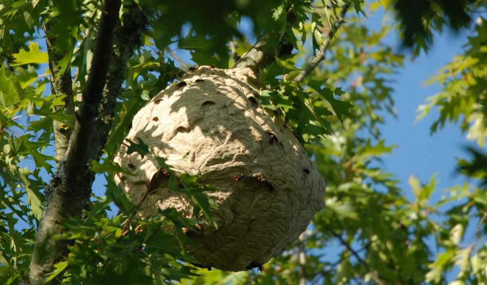 Asian hornet nest. Photo: Peter Kennedy.