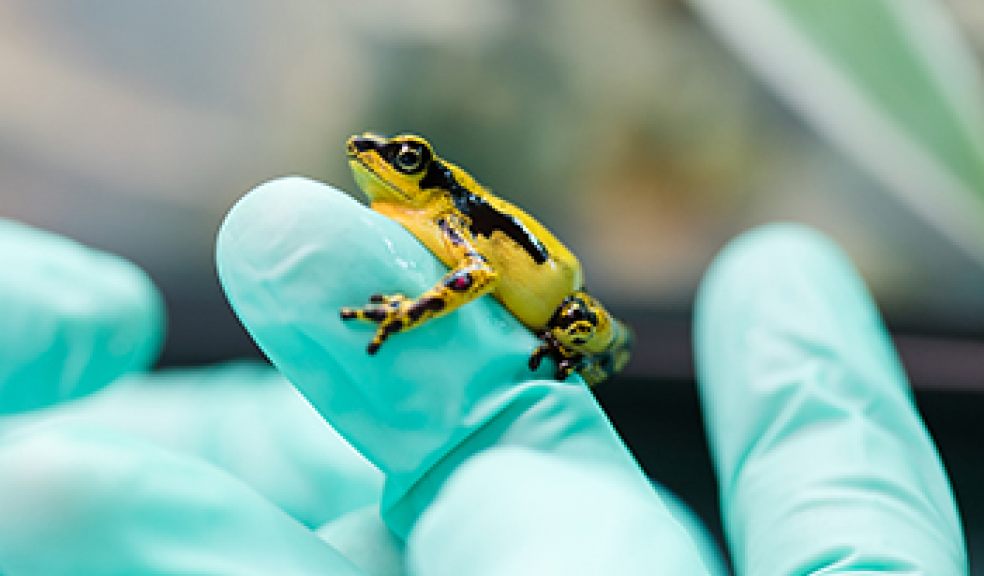 Rare toads arrive at Paignton Zoo