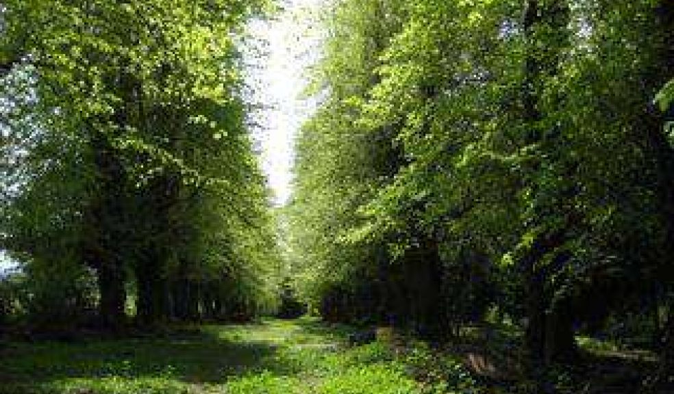 Our Lime Avenue