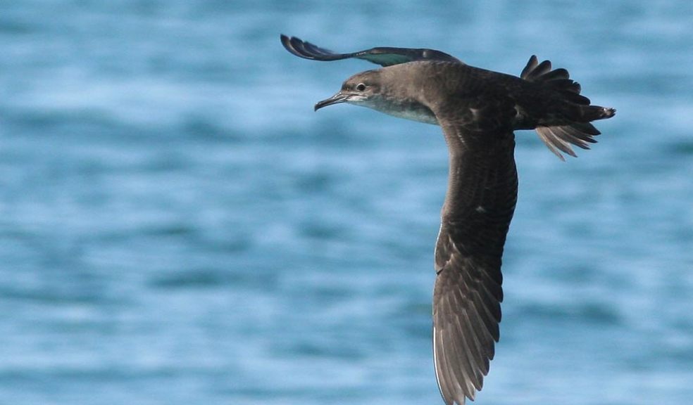 Balearic shearwater Photo credit: Kris Gillam / Courtesy of the RSPB SW