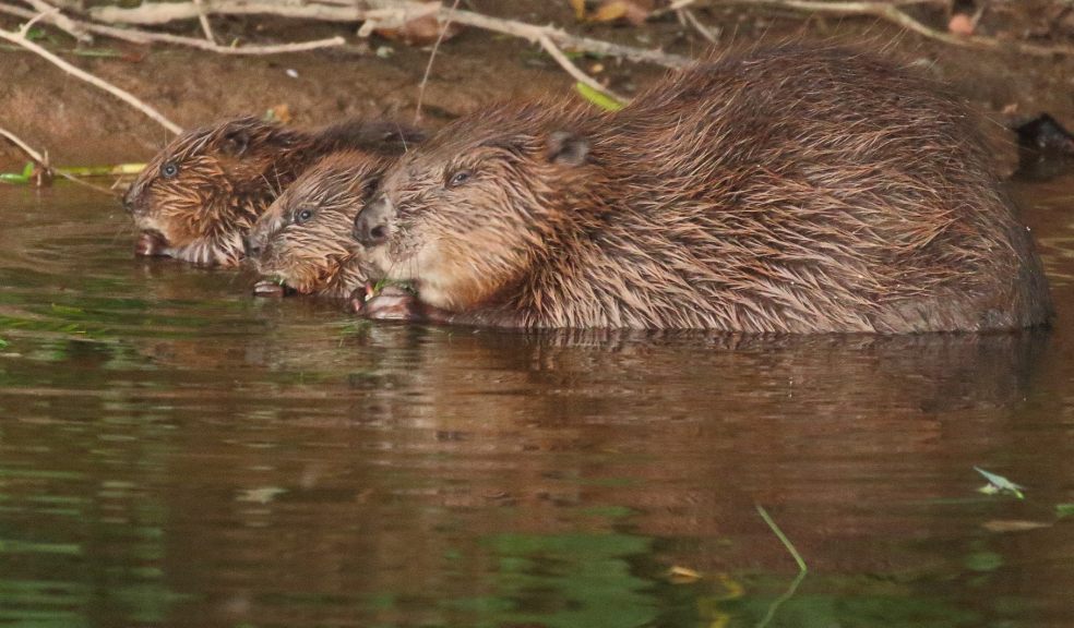 River Otter beaver mother with her kits taken near Otterton by Mike Symes/Devon Wildlife Trust