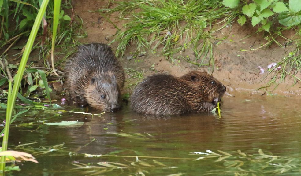 Female (mother) and kits on the River Otter, East Devon, August 2016. Photo: Mike Symes’