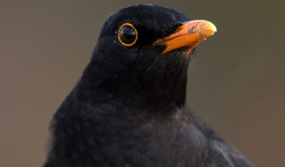 Blackbirds are often the first to start the dawn chorus. Photo: Northeast Wildlife