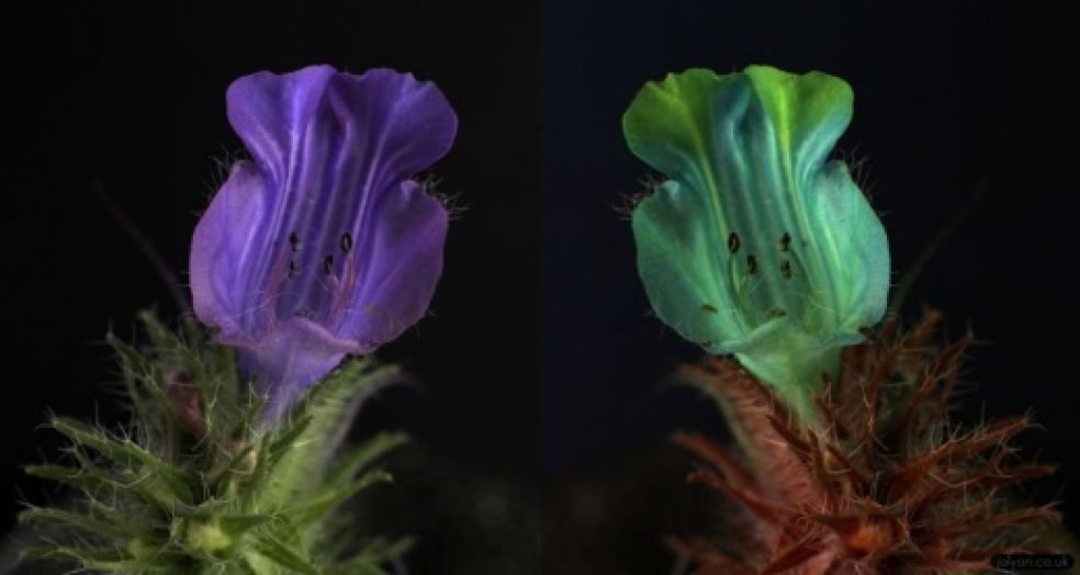 Borage flower