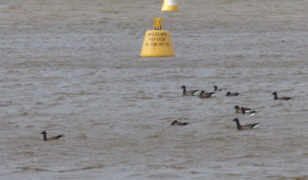 Brent geese and Wildlfie Refuge Buoy