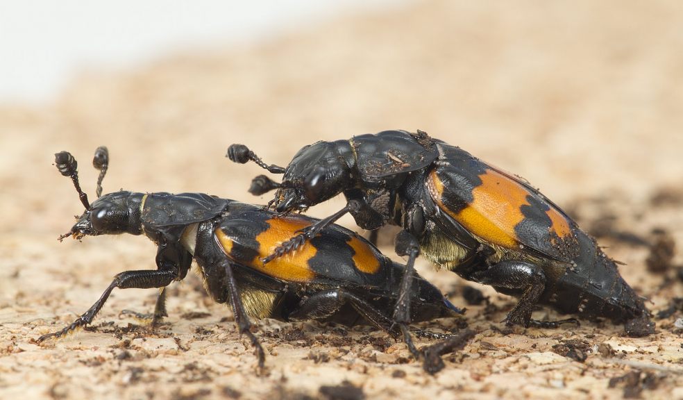 Burying Beetles. Photo: Jena Johnson