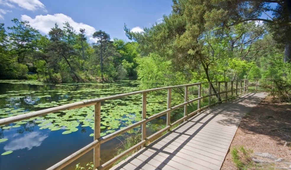 Bystock Pools Nature Reserve. Photo: Dave Chamberlain.