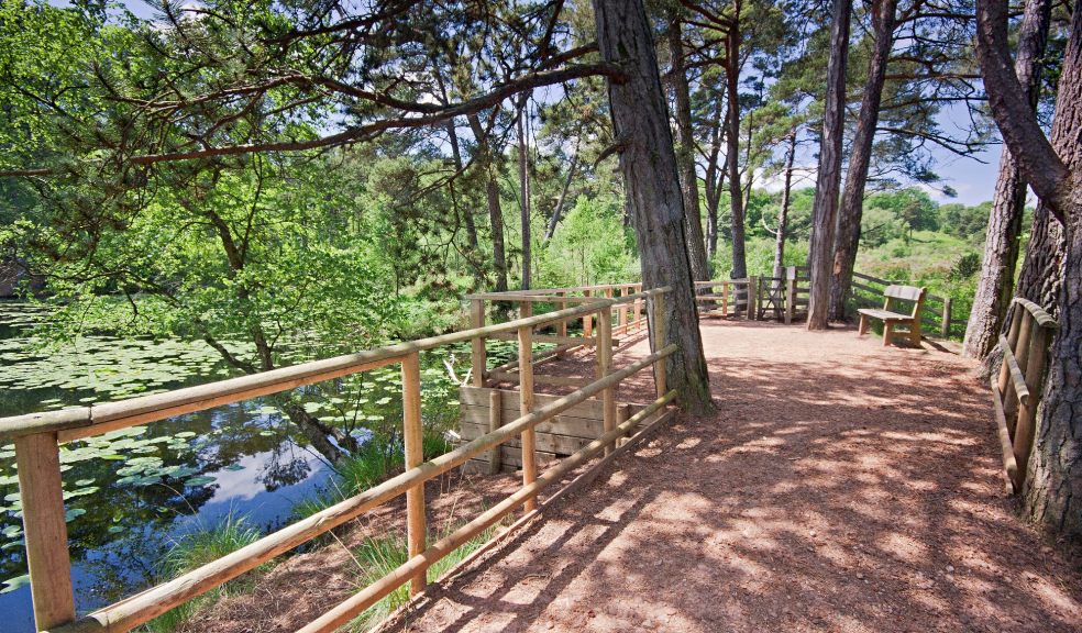 Bystock nature reserve by David Chamberlain