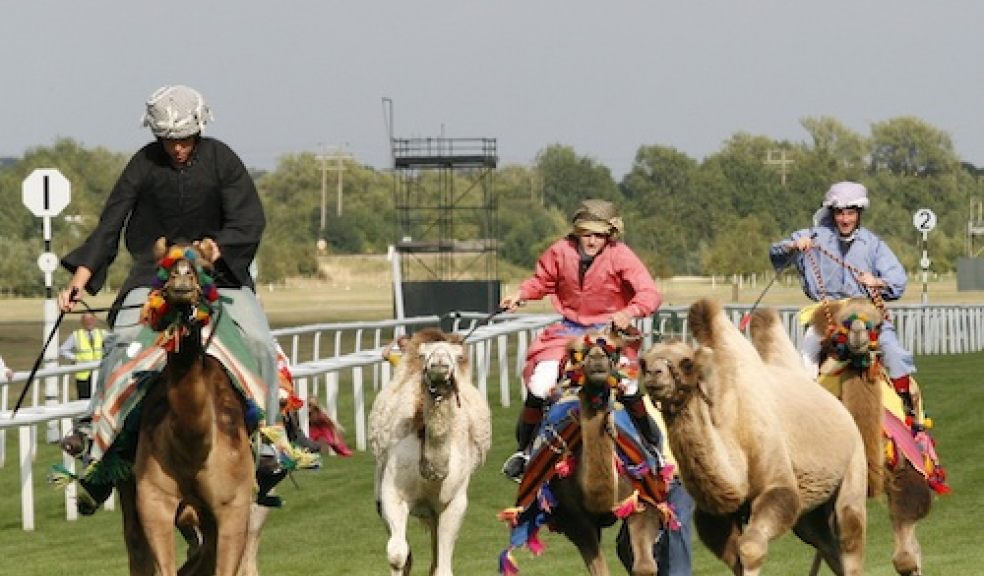 Camel racing at the Cotley Point-to-Point on 30 March 2014 near Chard