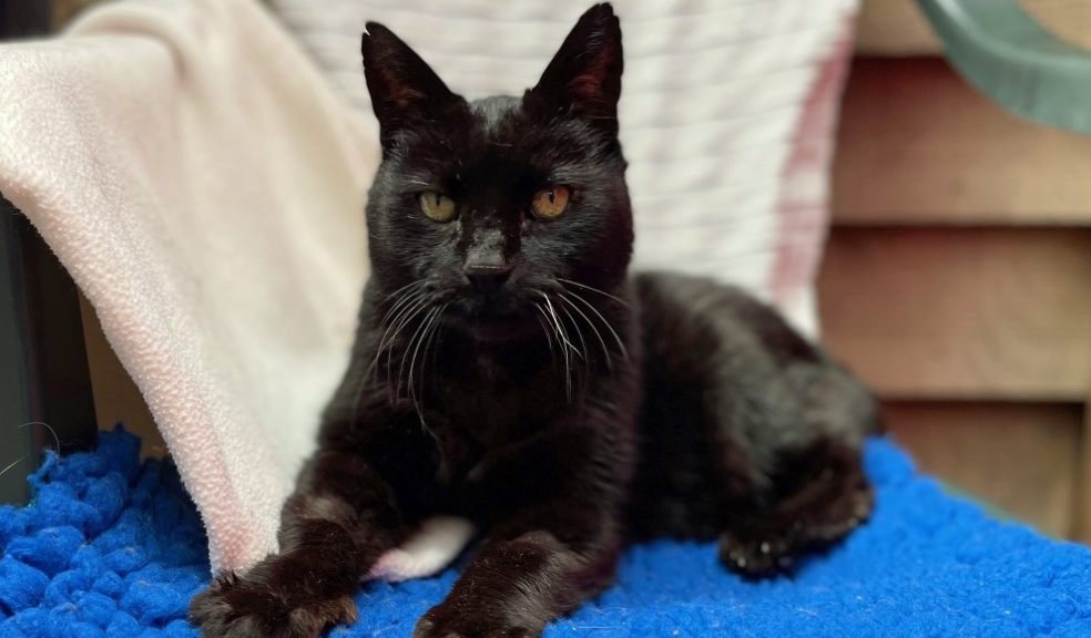 Catkin sitting blanket. Photo: Cats Protection
