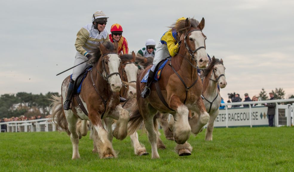 Racing Clydesdales. Photo credit: Malcolm Snelgrove.