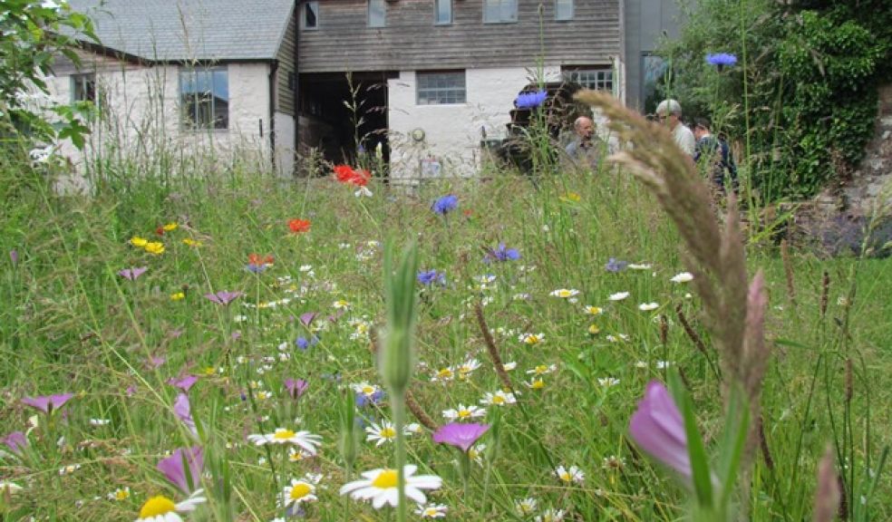 Cricklepit Meadow