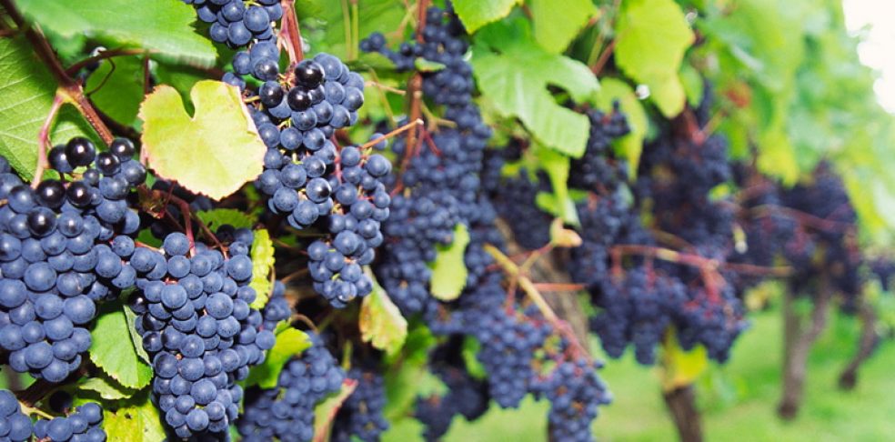 Red Grapes Devon
