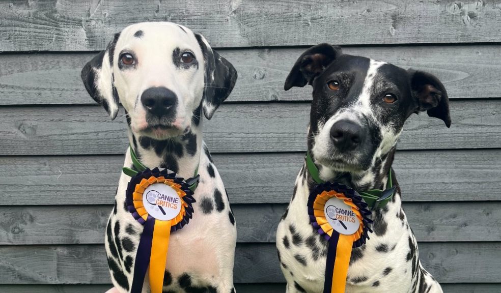 Darcy & Darla - 2023 winners