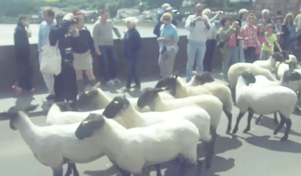Sheep Drive in 2012