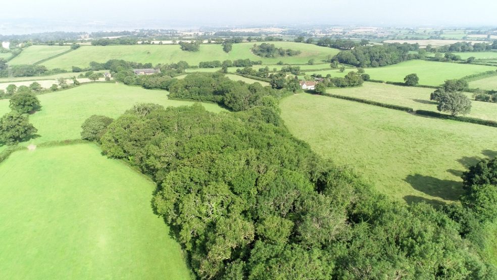 Photo: The Woodland Trust